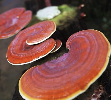 โรงงานรับผลิตเห็ดหลินจือ - 1