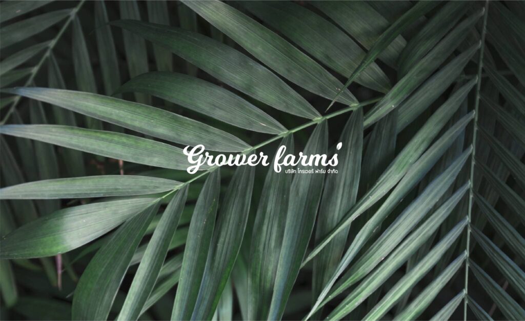 Grower Farms รับผลิตเครื่องดื่ม สูตรออร์แกนิค ผักผลไม้ที่สกัดจากธรรมชาติ