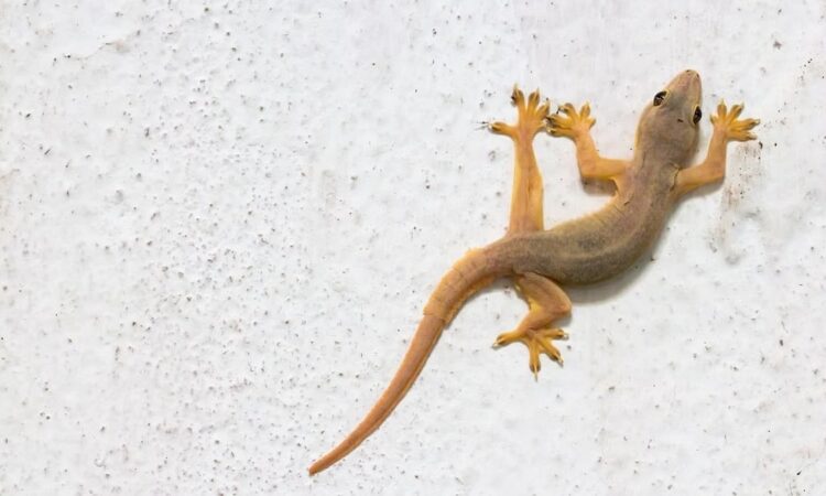 สเปรย์ไล่จิ้งจก ยี่ห้อไหนดี - 1