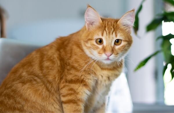 ทำไมแมวส้มเพศเมีย หาได้ยาก