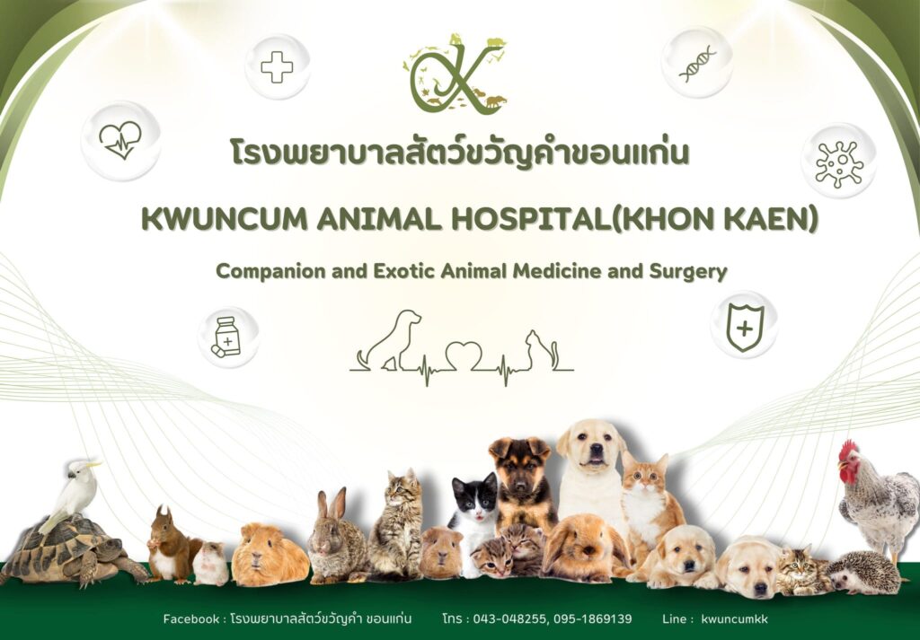 โรงพยาบาลสัตว์ขวัญคำ ขอนแก่น รวมการรักษาสัตว์เลี้ยงทุกประเภท
