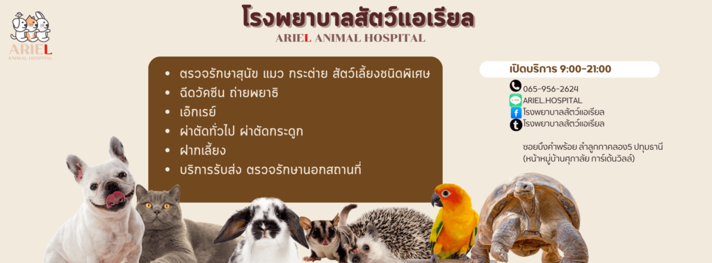 Ariel Animal Hospital โรงพยาบาลตรวจสุขภาพแมว แก้ปัญหากระดูก โรคข้อต่ออย่างเชี่ยวชาญ
