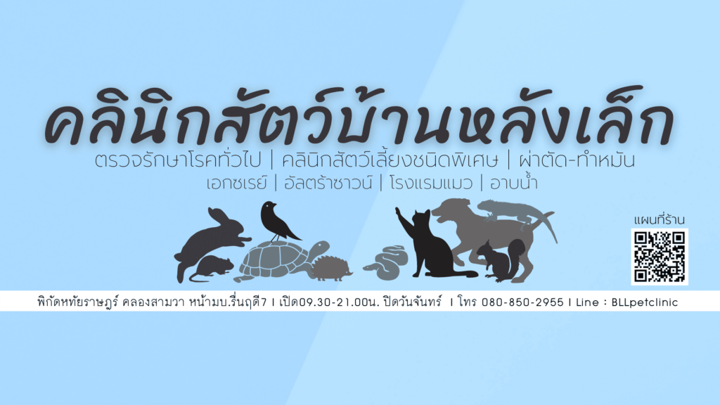 Baan Lang Lek Pet Clinic & Hotel คลินิกทำหมันแมว ปัญหาของโรคสัตว์เลี้ยง รักษาและตรวจเช็คทุกอาการ