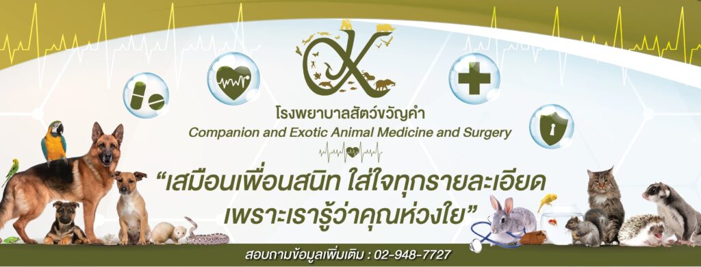 Kwuncum Hospital โรงพยาบาลสัตว์ กรุงเทพ บริการปรึกษาพร้อมให้คำแนะนำดูแลสัตว์เลี้ยงทุกประเภท