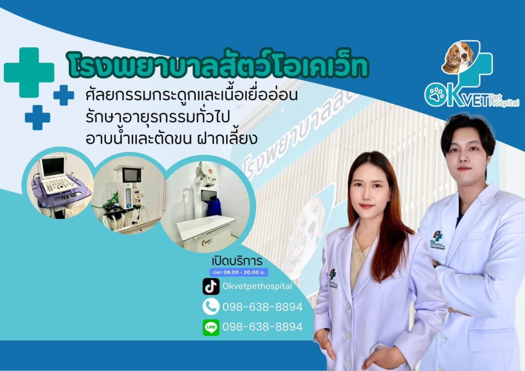 OKVet Pet Hospital โรงพยาบาลตรวจสุขภาพแมว หมดปัญหาสุขภาพ รับดูแลทุกเคสอาการ
