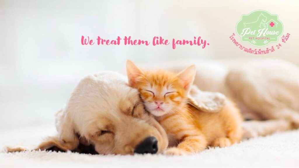 Pet House Pet Hospital โรงพยาบาลตรวจสุขภาพแมว หมอมือเบา ตรวจละเอียดทุกจุด