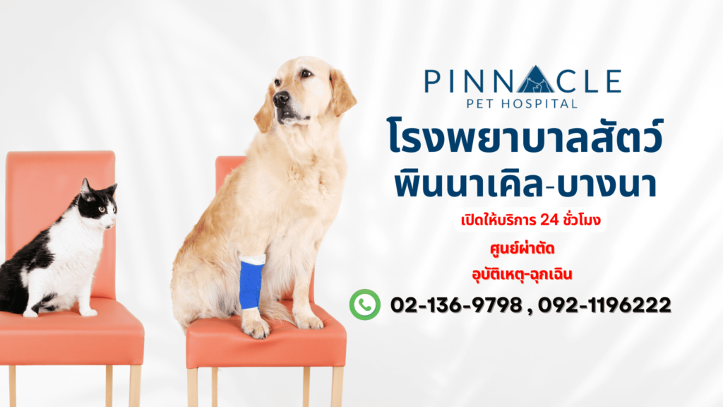 Pinnacle Pet Hospital โรงพยาบาลตรวจสุขภาพแมว เปิดบริการตลอด 24 ชั่วโมง