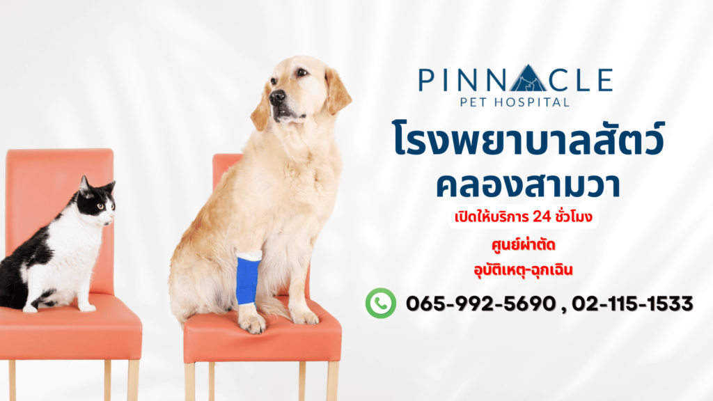 Pinnacle Pet Hospital โรงพยาบาลสัตว์ กรุงเทพ รวมข้อเสนอตรวจสุขภาพสัตว์ทุกประเภท