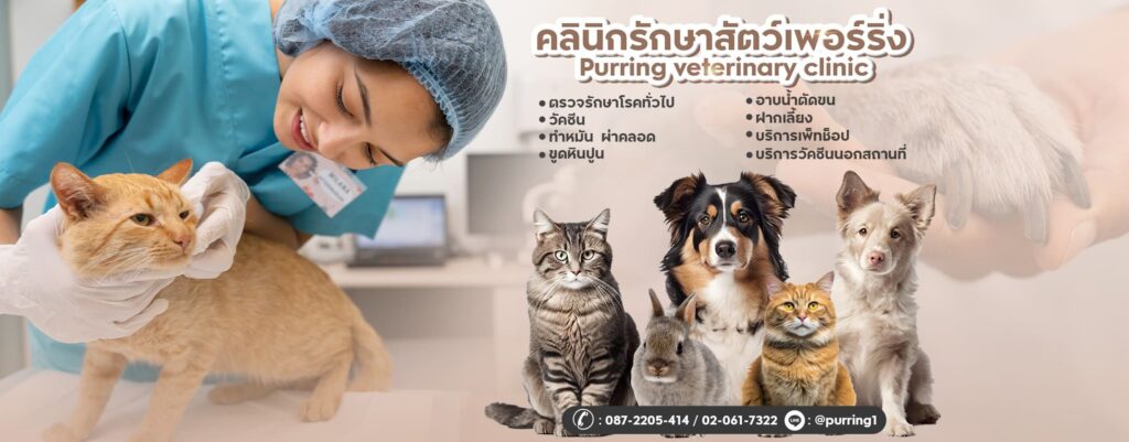 Purring Veterinary Clinic คลินิกทำหมันสุนัข รับฝากเลี้ยงและการส่งต่อสัตว์เลี้ยงที่ต้องการเจ้าของ