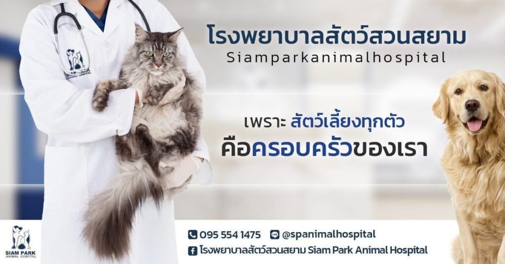 Siam Park Animal Hospital โรงพยาบาลสัตว์ กรุงเทพ ตรวจรักษา พร้อมรับผลตรวจได้ทันที