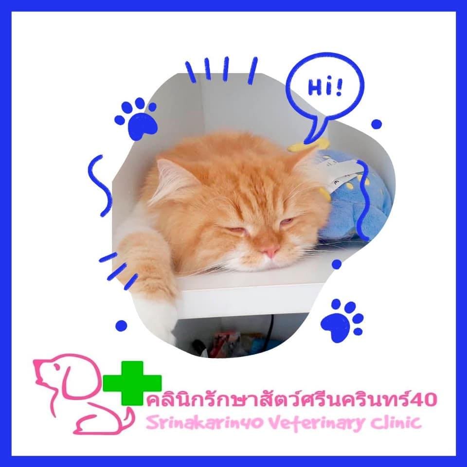 Srinakarin40 Veterinary Clinic คลินิกตรวจสุขภาพแมว ทำคลอด ทำหมัน ทำความสะอาด