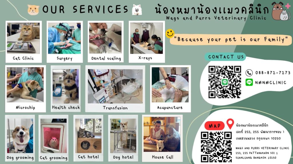 Wags and Purrs Veterinary Clinic คลินิกทำหมันแมว รับฉีดวัคซีน ผ่าตัด และการตรวจสุขภาพ