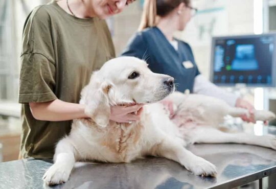 โรงพยาบาลสัตว์ เชียงใหม่ ที่ไหนดี - 1