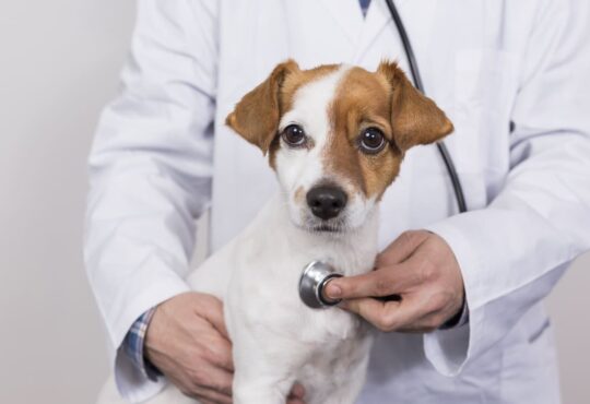 โรงพยาบาลสัตว์ ภูเก็ต ที่ไหนดี - 1