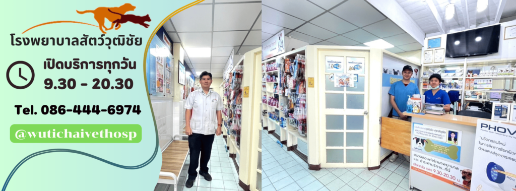 Wutichai Veterinary Hospital โรงพยาบาลตรวจสุขภาพสุนัข แก้ไขอาการผิดปกติ รักษาตามหลักมาตรฐาน