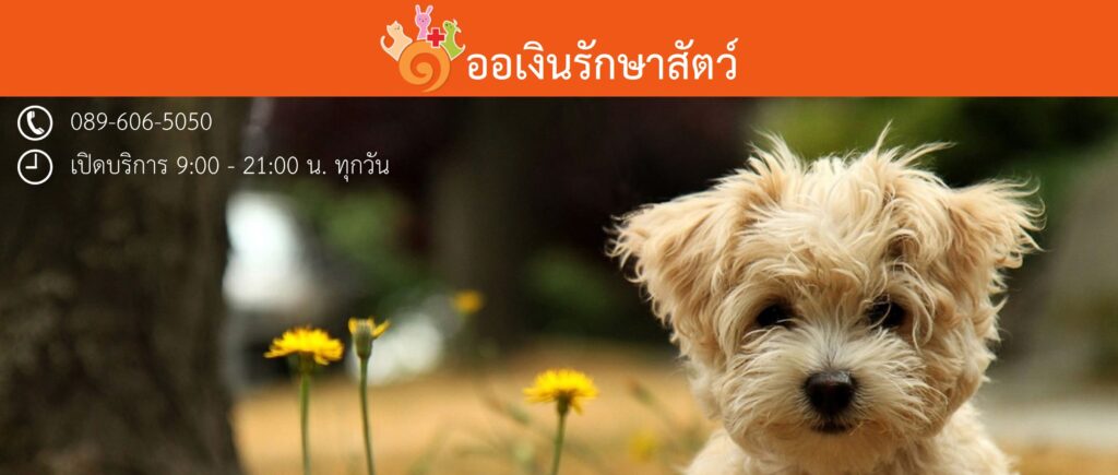 ออเงินรักษาสัตว์ คลินิกทำหมันสุนัข หมดปัญหาการคุมกำเนิด ทำง่าย ทำได้ปลอดภัย