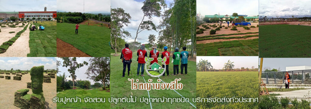 ไร่หญ้าน้องลีโอ บริการรับจัดสวน ปูหญ้าทุกขนาดพื้นที่ ประเมินราคาโดยใช้หลักเกณฑ์มาต